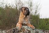 CANE CORSO 160